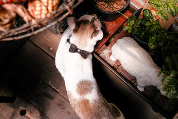 The cat is lying on the wooden floor in the house, Beautiful cat background.