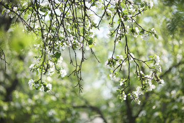 branches of a blossoming apple tree in an old garden