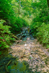 東京八王子市 初夏の高尾山の6号路（ハイカーと新緑と沢）