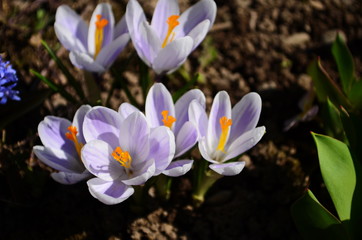 White crocuses growing on the ground in early spring. First spring flowers blooming in garden. Spring meadow full of white crocuses