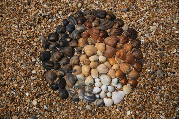 round natural mandala of colorful shells on the seashore