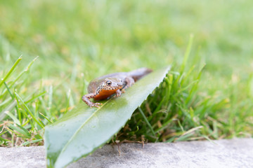 Bergmolch auf Blatt im Rasen