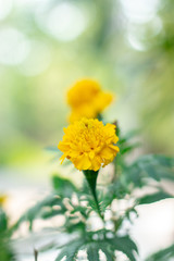 Thai yellow marigold with bokeh background.Clear face after blur.