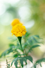 Closeup Thai yellow marigold with bokeh background.