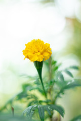 Closeup Thai yellow marigold with bokeh background.