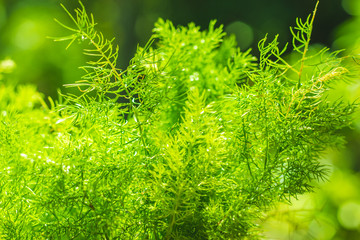 Close up Asparagus fern  and bokeh background ,green tone.