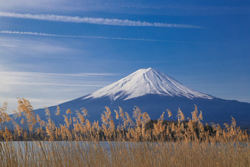 Fototapeta na wymiar 河口湖の葦原と富士山