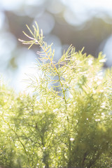 Close up Asparagus fern rim light and bokeh background.Clean tone.