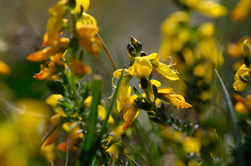 gelbe wilde Orchidee