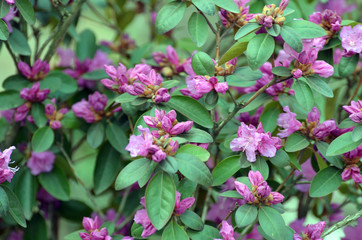 Close up of a PGM Regal rhododendron flowers