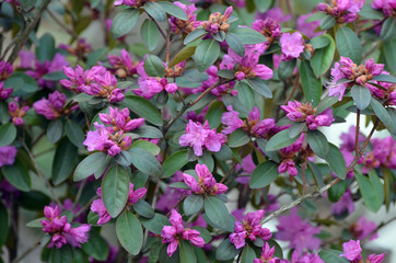 Close up of a PGM Regal rhododendron flowers