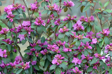 Close up of a PGM Regal rhododendron flowers