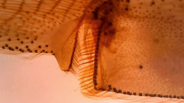 Microscope Bee Worker Leg Composite Whole Mount x1200 Focus In