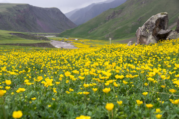 dandelions in the field