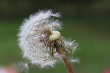 the beauty of a dantelion