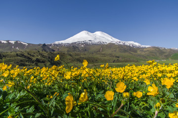 yellow flowers in the mountains