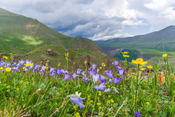 meadow with wildflowers