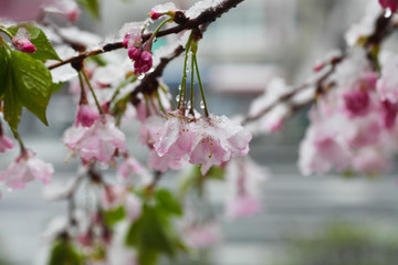 cherry blossoms in the snow