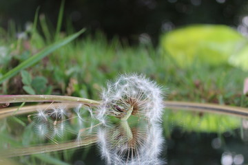 clear dandelion