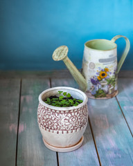Capo with green greens of a spit in a deco pot and a watering can with a floral pattern on a wooden table
