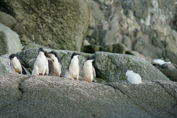 Molting, Penguins Standing on Rock