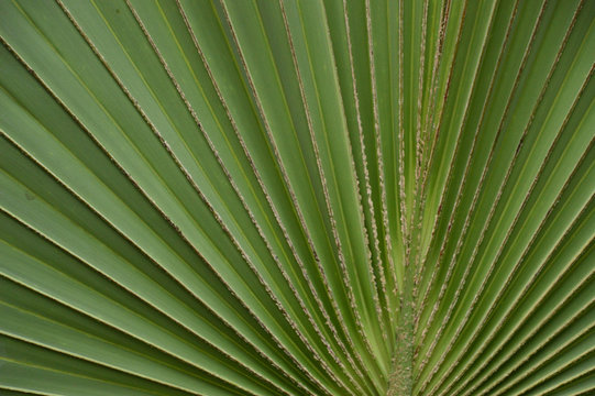 green folded leaf of a plant in the hortus botanicus of Leiden Holland