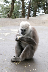 Monkeys near the Hanuman Temple in the city of Shimla, India.