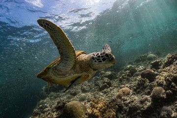 Obraz na płótnie Canvas Sea Turtle in the Philippines during morning swim.