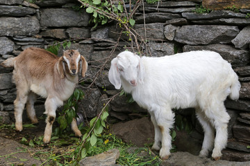 Young goats near a stone wall close-up.