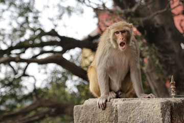 A monkey sits on a fence near the Hanuman Temple in the city of Shimla, India