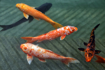 Japanese carp koi - a decorative form of domesticated carp