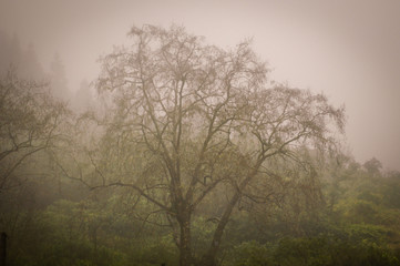 Arbre dans le brouillard