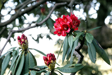 Blooming tree-shaped rhododendron in the Himalayas. Close-up.