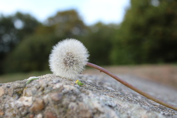 dandelion in the wind