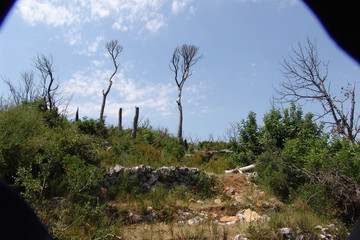 pine tree in the mountains