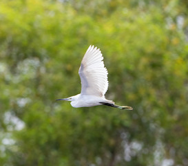 Little Egret in flight