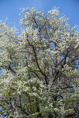 Krone eines uralten riesigen Kirschbaumes mit weißen Blüten vor blauem Himmel, Hintergrund Frühling