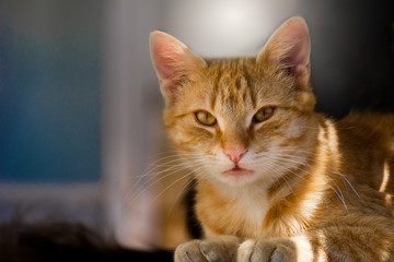 Cat living in gardon. 