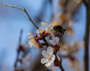 Bumblebee pollinating a fruit tree