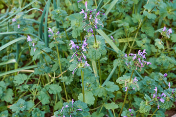 Close-up Macro of Purple Flowers on Henbit (Lamium amplexicaule) Plant in Texas.