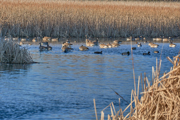Canadian Geese swimming in a pond with Cattails as a background. Winter in Texas