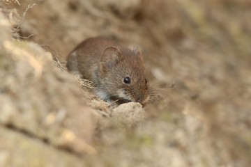  Common Vole (Myodes glareolus; formerly Clethrionomys glareolus). Small vole with reddish-brown fur eating seeds