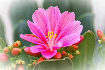 Fleur rose, kalanchoé Blosseldina