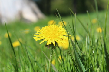 dandelions in the grass