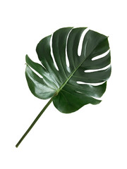 Monstera leaf on white background.