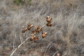 Dry brown Yucca Plant blooms against winter desert landscape. Texas