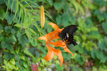 ミヤマスカシユリとキモンアゲハ