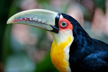 The green-billed toucan (Ramphastos dicolorus),, is  found in southern Brazil