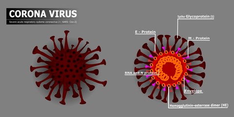 Corona virus teaching media  and virus components.covid-19,lean,science,vector,illustration.