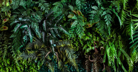 A variety of forest garden walls such as orchids,various fern leaves,palm leaves and many more.